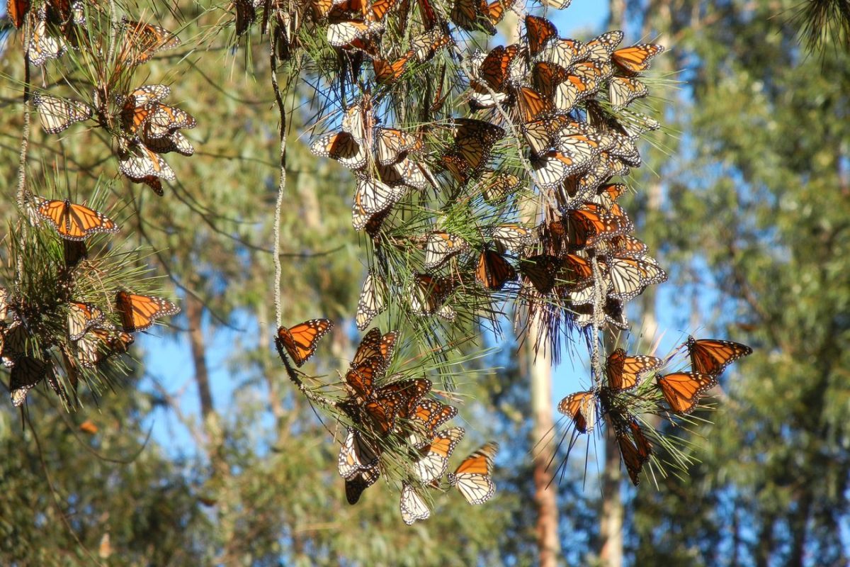 Doing our part for California’s monarch butterflies