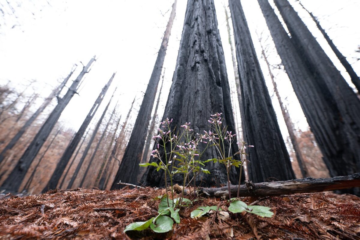 Explore resilience in the face of the California wildfires