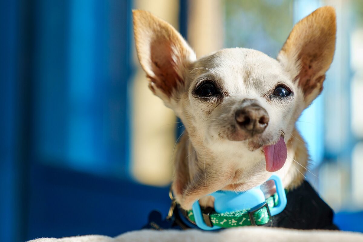 Facebook: Giving Senior Dogs Loving Homes