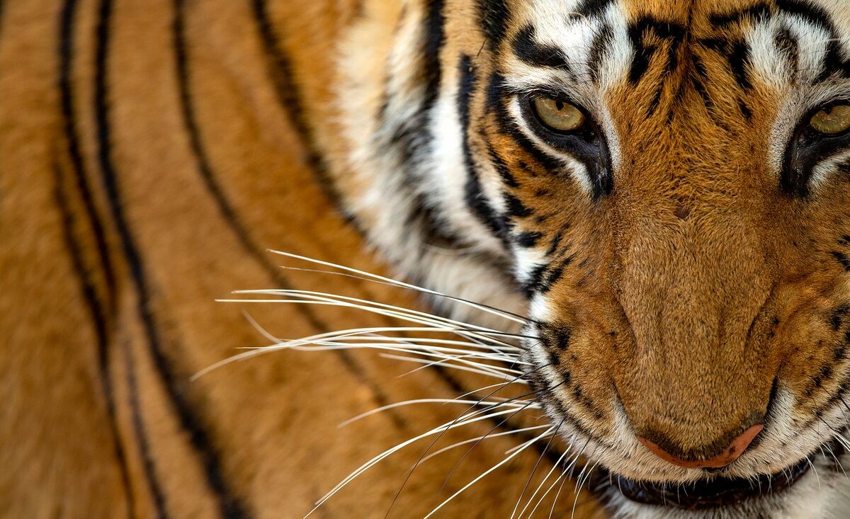 This Global Tiger Day, visit tiger.day to help protect these big cats