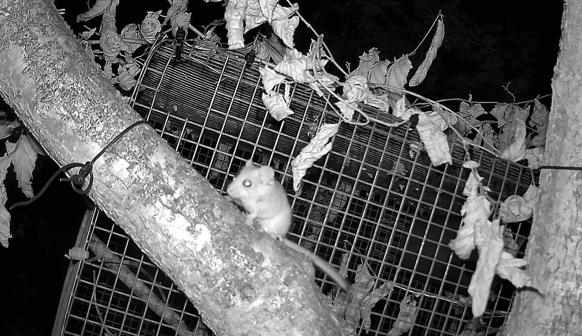 Protecting the humble dormouse from extinction using AI and machine learning