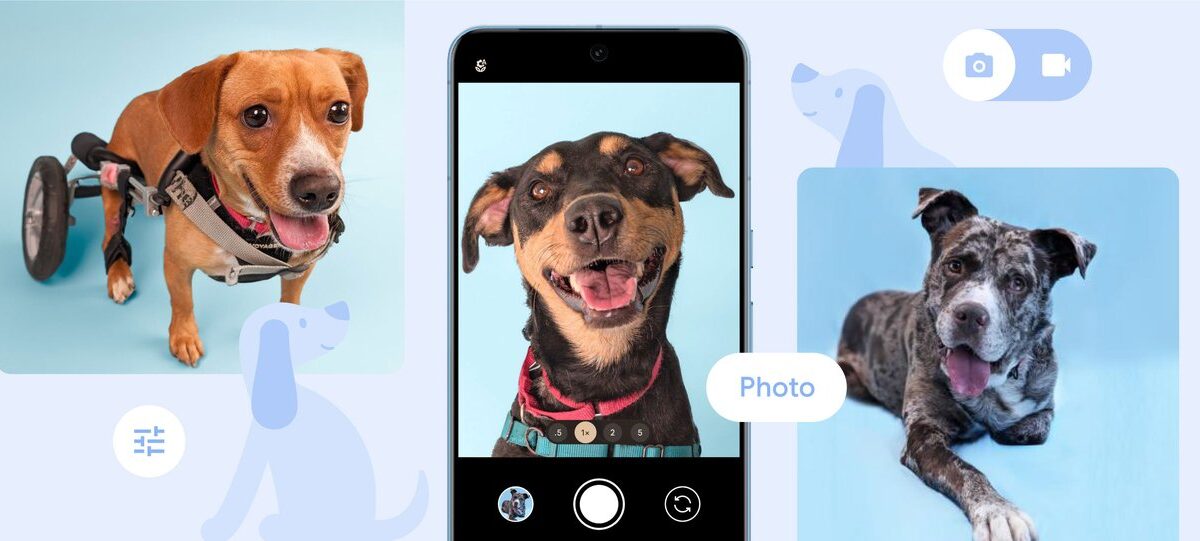 How Pixel is helping pups find their fur-ever homes