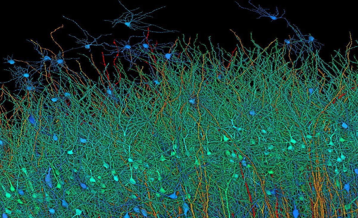 6 incredible images of the human brain built with the help of Google’s AI
