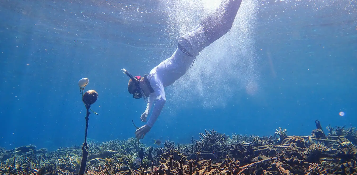 A new AI tool to help monitor coral reef health