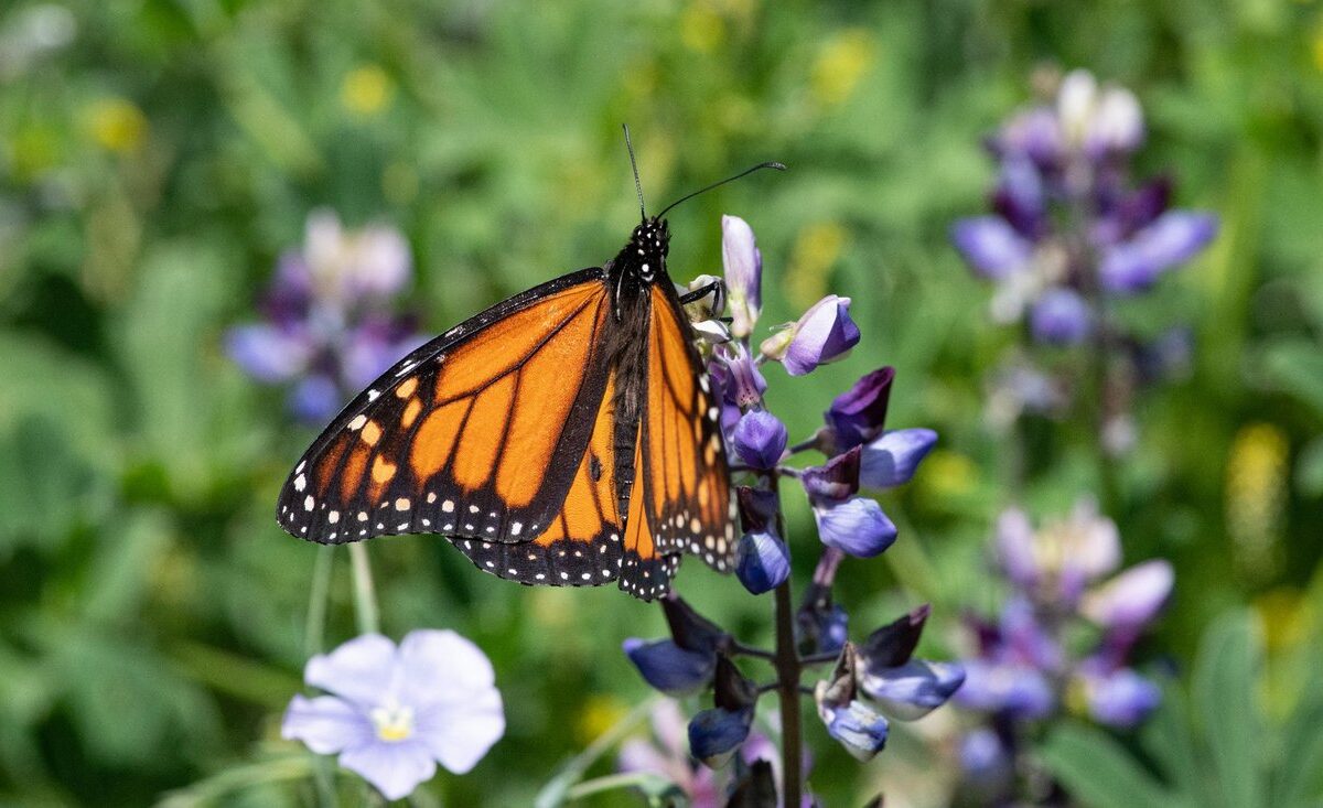 Our latest efforts to help California’s monarch butterflies